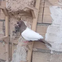 کفتر ۲۳۰|پرنده|مشهد, امیر المومنین|دیوار