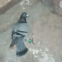 کفتر|پرنده|تایباد, |دیوار