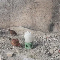 مرغ تخم گذار گلپایگانی و بوقلمون