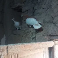 کبوتر رنگی|پرنده|تاکستان, |دیوار