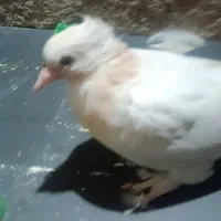 کبوترگمشده