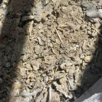 فضولات کبوتر