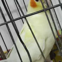 عروس هلندی|پرنده|قم, شهرک فاطمیه|دیوار