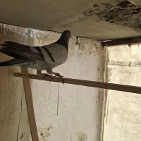 پلاکی نر|پرنده|تهران, خرمشهر|دیوار