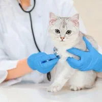 دامپزشک در محل ، دامپزشک سیار