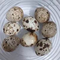 تخم بلدرچین