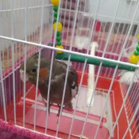 عروس هلندی نر