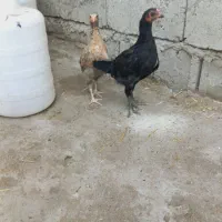 سه عدد جوجه دو رگه لاری