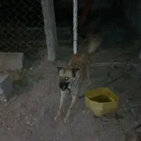 مالینویز ماده