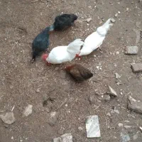 یک عددکالسکه|اسباب و اثاث بچه|ورامین, خیر آباد|دیوار