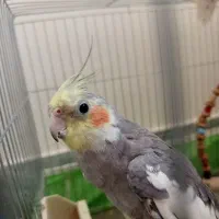 دو عدد عروس هلندی نر و ماده