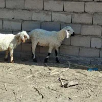 ۲عددبره نره|حیوانات مزرعه|بم, |دیوار