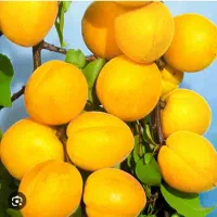 نهال تضمینی زردآلوی عسگر آباد سبز