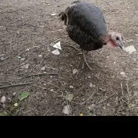 بقلمون ماده تخم گذار