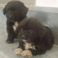 سگ پاکوتاه|سگ|قم, علی آباد سعدگان|دیوار