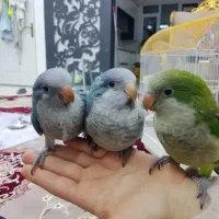 جوجه راهب سبز وآبی|پرنده|پاکدشت, شهرک انقلاب|دیوار