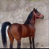 اسب کورد سن۴به۵ نوه سهراب جعفری