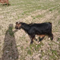 سلام دو راس تیه بز با یه کهره بزرگ