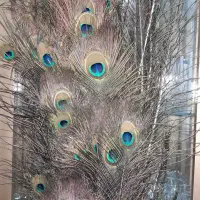 پر طاووس طبیعی