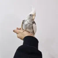 عروس وایت فیس نر ۳ ماهه