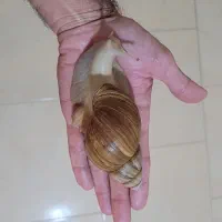 حلزون آفریقایی مولد|خزنده|تهران, تهرانپارس شرقی|دیوار