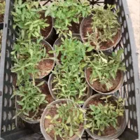 نشا گوجه