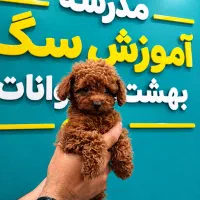 توی پودل دارک رد