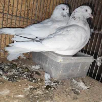 کفتر پرشی خوش رنگ و رنگی عالی