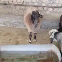 ۱۲ راس بره نر