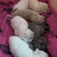 بچه گربه پرشین و پرشین فلت