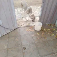 *گمشده* *توله سگ گمشده*|حیوانات|تبریز, |دیوار