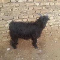 بیگ نر لری|حیوانات مزرعه|شوشتر, |دیوار