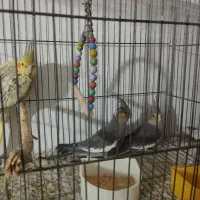 جوجه عروس تازه دون خور