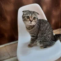 گربه اسکاتیش دبل فولد  ببری