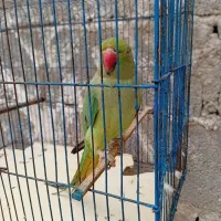 طوطی ملنگو ماده