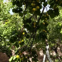 باغ-502-متری-با-40-اصله-درخت-میوه-فردوسیه-شهریار