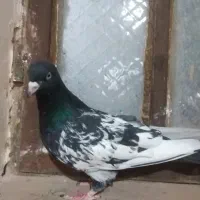 8تاکبوتر رنگه هوایی|پرنده|مشهد, آزادشهر|دیوار