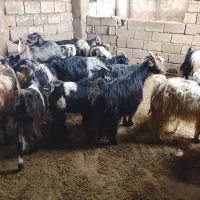 بزوبیگ 30تا درجه یک دوتا هم نر بز