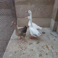 قوغاز جوان وسرحال