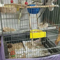 عروس هلندی دستی سخنگو ...