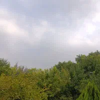 سگ کوچولو پیداشده