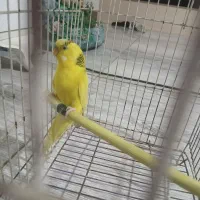 مرغ عشق زیبا