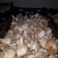 فروش سیر درجه یک ابواسحاق|خوردنی و آشامیدنی|فلارد, |دیوار