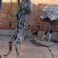توله سگ دالمیشن