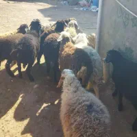 سبک سنگین نر و ماده چاق و چله جهت قربانی|حیوانات مزرعه|کرج, گلشهر|دیوار