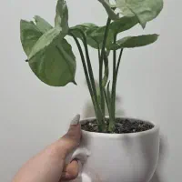 گلدان و گل ارزان|گل و گیاه طبیعی|لالی, |دیوار