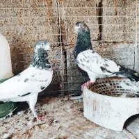 یه جفت دیدی