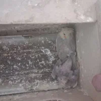 پرنده|پرنده|زارچ, |دیوار