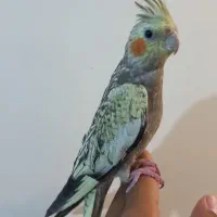 ۱جفت عروس هلندی|پرنده|اهر, |دیوار