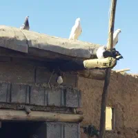 واگذاری سگ توضیحات رو کامل نوشتم با دقت بخون|سگ|کرمانشاه, |دیوار
